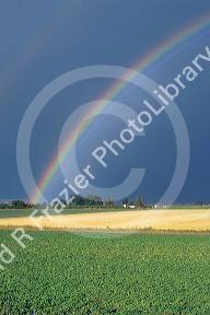Colorful rainbow over southwest Idaho farm fields.