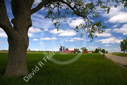 Farm surrounded by green unripe wheat at St. Louis, Michigan.