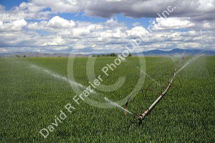 Sprinkler irrigation in a wheat field in Canyon County, Idaho.