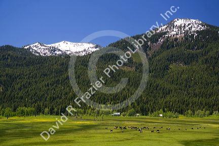 Cattle graze in a valley below Snowbank Mountain in Valley County, Idaho.
