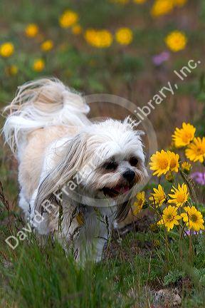 Shih Tzu Poodle mix dog running through a field of wildflowers near Boise, Idaho.