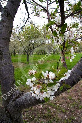 Apple blossoms in an orchard at Leland, Michigan.