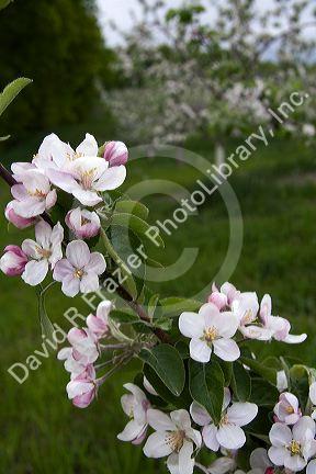 Apple blossoms in an orchard at Leland, Michigan.