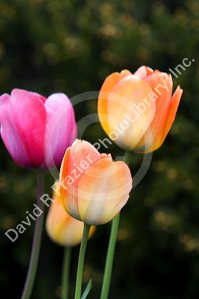 Tulip flowers.