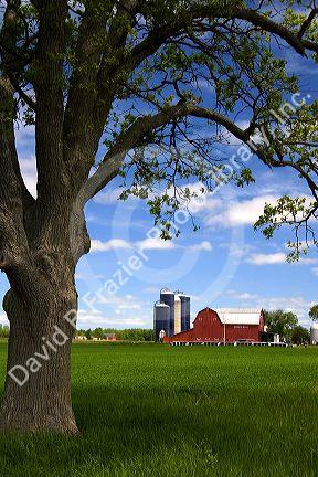 Farm surrounded by green unripe wheat at St. Louis, Michigan.