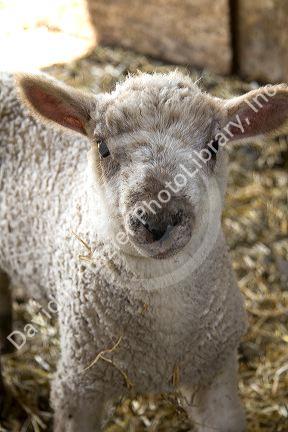 Lamb on a farm in Lenawee County, Michigan.