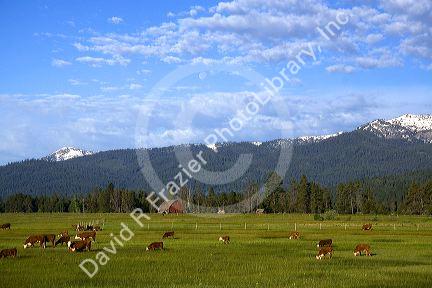 Cattle graze in a pasture near Cascade, Idaho.
