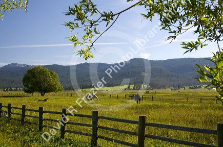 Horse graze in a pasture near New Meadows, Idaho.