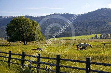 Horse graze in a pasture near New Meadows, Idaho.