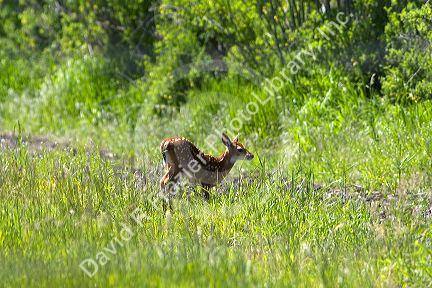 White tail deer fawn near Seeley Lake, Montana.
