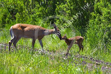 White tail deer doe and fawn near Seeley Lake, Montana.
