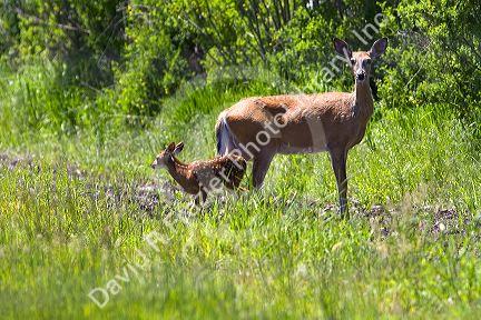 White tail deer doe and fawn near Seeley Lake, Montana.