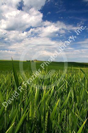 Crop of green wheat near Nezperce, Idaho.