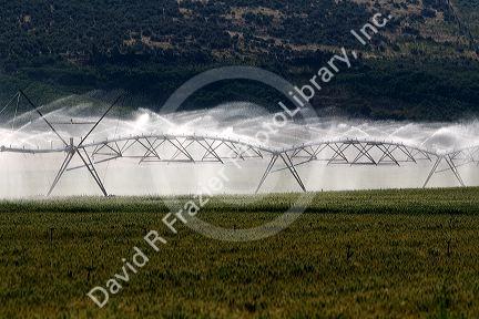 Sprinkler irrigation of a wheat field in Elmore County, Idaho.