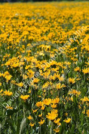Meadow of yellow balsamroot wildflowers in Island Park near the Henrys Fork in Idaho.