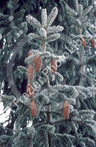 Seed cones on spruce tree covered in hoar frost.