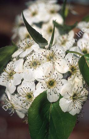 Pear blossoms in spring.