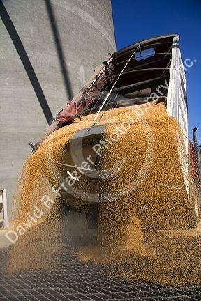 Truck unloading harvested wheat in Mission, Oregon.