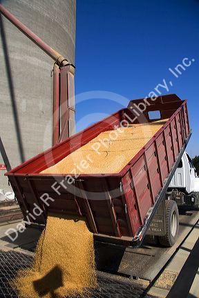 Truck unloading harvested wheat in Mission, Oregon.