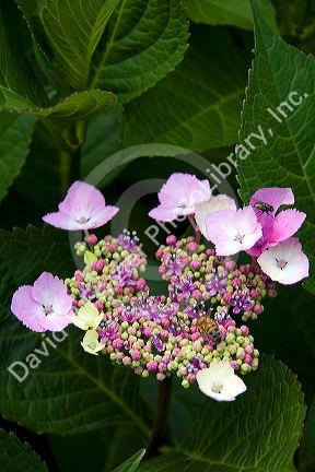 Hydrangea flowering plant at Horseshoe Bay in West Vancouver, British Columbia, Canada.