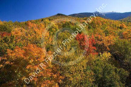 Scenic view of fall foliage and Mount Lafayette from Franconia Notch State Park, New Hampshire, USA.