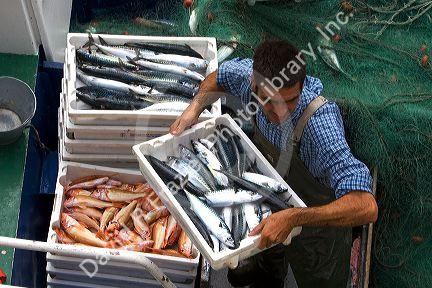 Fish and commercial fisherman in the harbor at Llanes, Asturias, Spain.