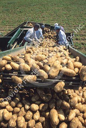 Migrant workers sort through potatoes at harvest time in Idaho.
