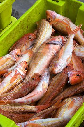 Fish caught by commercial fisherman in the harbor at Llanes, Asturias, Spain.