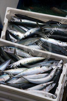 Fish caught by commercial fisherman in the harbor at Llanes, Asturias, Spain.
