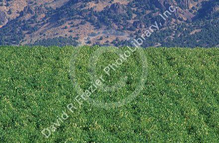 Eastern Idaho potato fields.