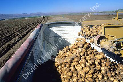 Idaho potato harvest.