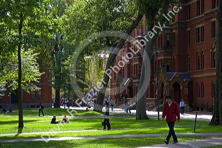 Harvard Yard at Harvard University in Cambridge, Greater Boston, Massachusetts, USA.