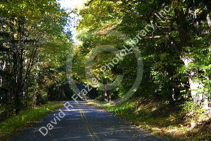 Fall foliage in the White Mountain National Forest, Grafton County, New Hampshire, USA.