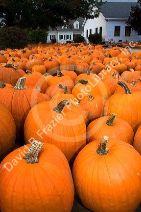 A display of pumpkins in the city of Concord, New Hampshire, USA.