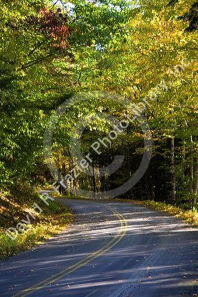 Fall foliage in the White Mountain National Forest, Grafton County, New Hampshire, USA.