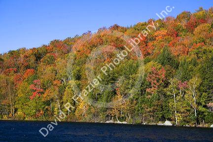 Fall foliage at Russell Pond in the White Mountain National Forest, Grafton County, New Hampshire, USA.