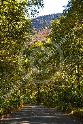 Fall foliage in the White Mountain National Forest, Grafton County, New Hampshire, USA.