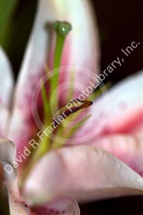 The stamen and gynoecium of a lily flower.