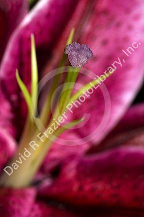 The gynoecium of a lily flower.