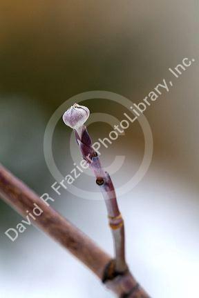 The flower bud of a dogwood tree during winter.