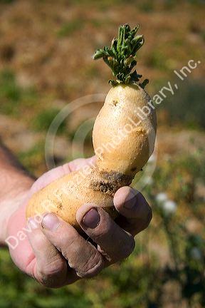 Seed potato with sprout in Canyon County, Idaho, USA.