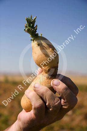 Seed potato with sprout in Canyon County, Idaho, USA.
