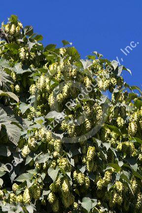 Hop cones grow in a hop yard in Canyon County, Idaho, USA.
