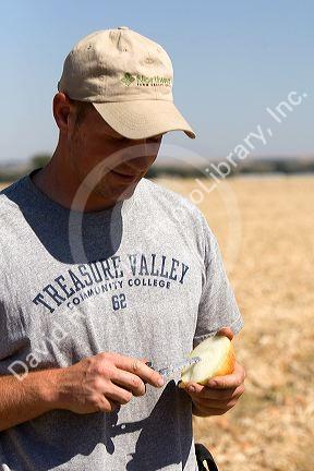 Farmer checks for the moisture content of harvested onions in Canyon County, Idaho, USA. MR