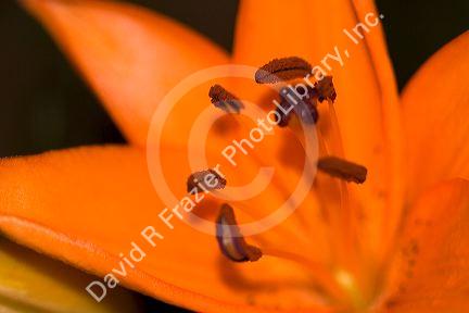 The stamen and gynoecium of a lily flower.