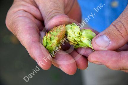 Hop cones from a hop plant in Canyon County, Idaho, USA.