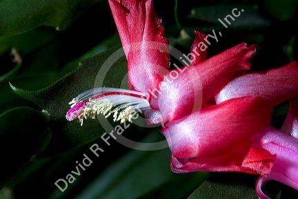 The bloom of a Christmas Cactus.