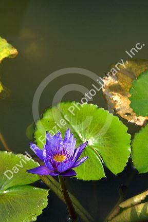 Water lilies in Ho Chi Minh City, Vietnam.