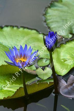 Water lilies in Ho Chi Minh City, Vietnam.