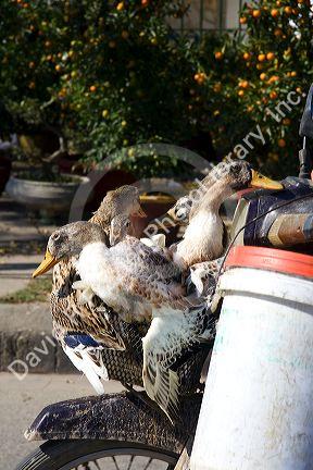 Ducks ride to market on a motorbike in Hue, Vietnam.